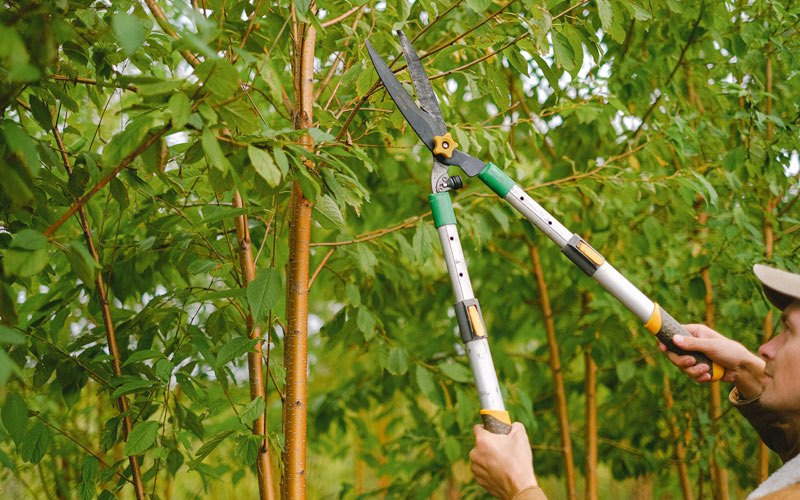 Tree trimming in Russell, IA