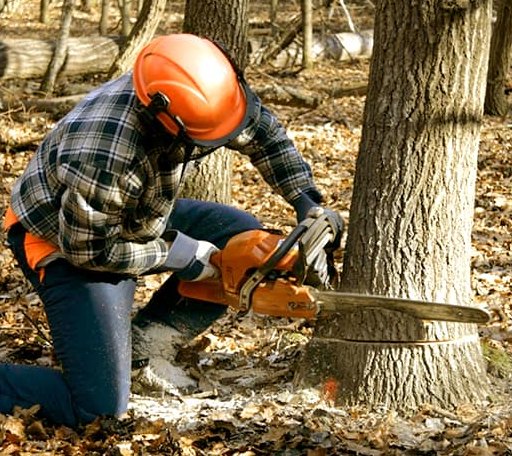 Tree Removal in Russell, IA